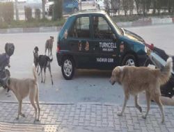 Başıboş köpekler korku saçıyor